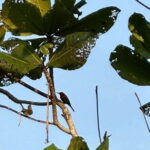 Johor: Belungkor Hill Hiking Tour - Why This Tour Is Worth It