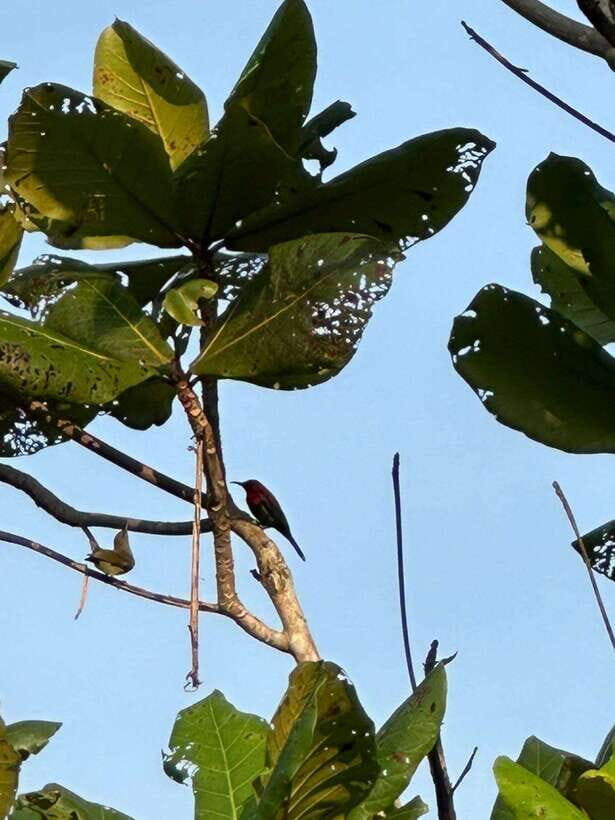 Johor: Belungkor Hill Hiking Tour - Why This Tour Is Worth It