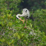 Johor: Sungai Lebam Kayaking with Transfer - The Value of This Experience