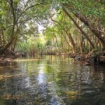 Jumping Croc Cruise, Berry Springs,Fogg Dam & Humpty Doo Pub - The Practical Side: What to Expect & Tips