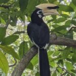 Jungle and Heritage Walk in Singapore - What Reviewers Say