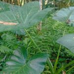 Jungle Trekking With Jatiluwih Unesco Heritage Site in Tabanan - What’s Included and What to Consider