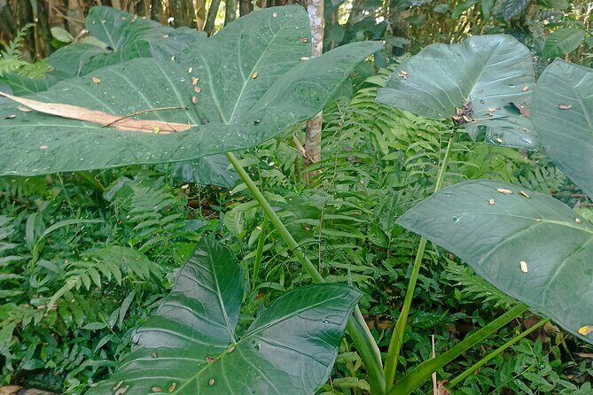 Jungle Trekking With Jatiluwih Unesco Heritage Site in Tabanan - What’s Included and What to Consider