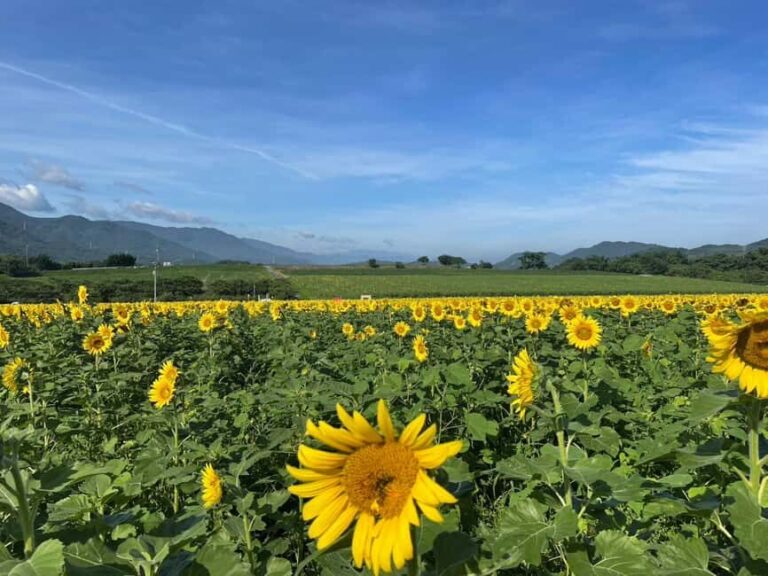 Kagawa: Manno Town Sunflower Fields E-Bike Rental - Final Thoughts: Who Will Love This Tour?