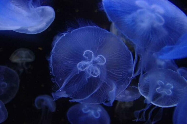 Kagoshima Aquarium Admission Ticket - What to Expect During Your Visit