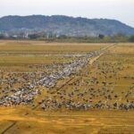 Kagoshima Crane Watching Tour (Nov. - Feb.) - What Reviewers Say