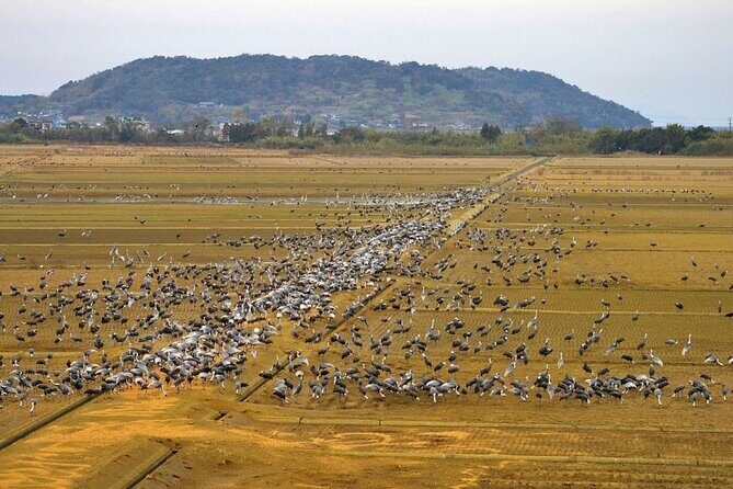 Kagoshima Crane Watching Tour (Nov. - Feb.) - What Reviewers Say