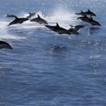 Kaikoura Day Tour From Christchurch - Frequently Asked Questions