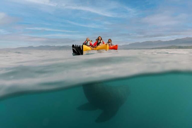 Kaikoura: Private Guided Kayak Tour with Seals - Why This Tour Is Worth Considering
