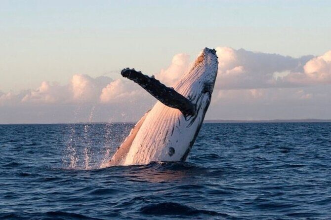 Kaikoura Private Whale Watching Day Trip from Christchurch - What Could Be Better