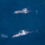 Kaikoura: Whale Watching Flight - Why This Experience Is Worth It