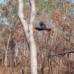 Kakadu VIP Backpackers - What It’s Like to Be on This Tour
