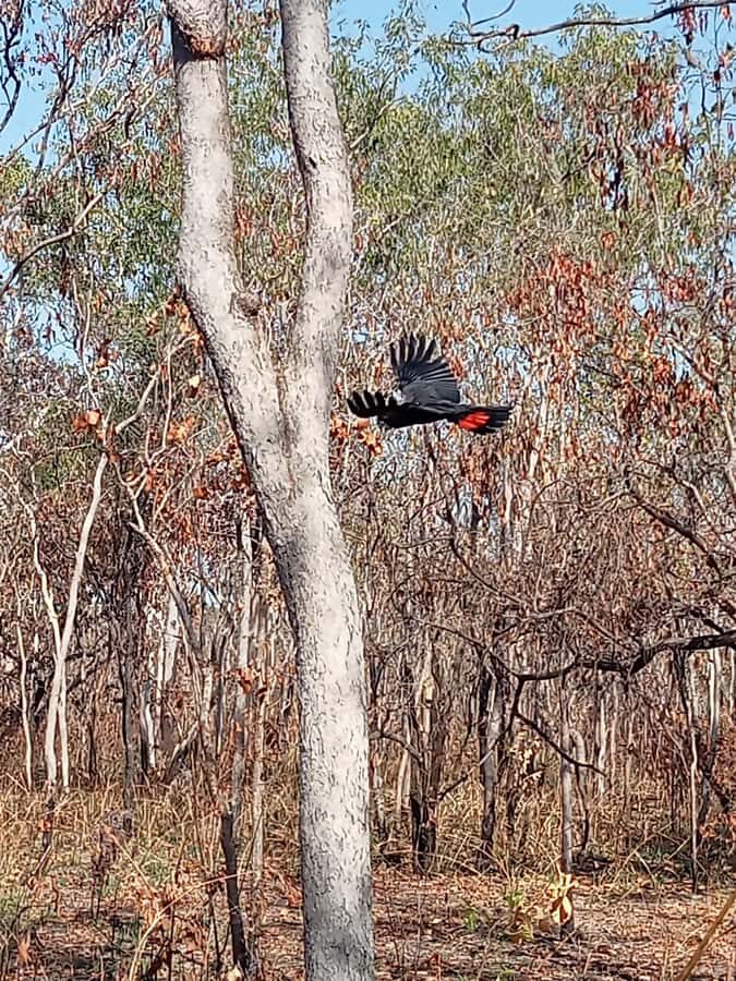Kakadu VIP Backpackers - What It’s Like to Be on This Tour