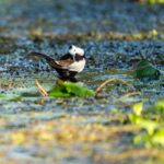 Kalametiya: Bird Watching Tour with Seafood Lunch from galle - The Seafood Lunch Experience