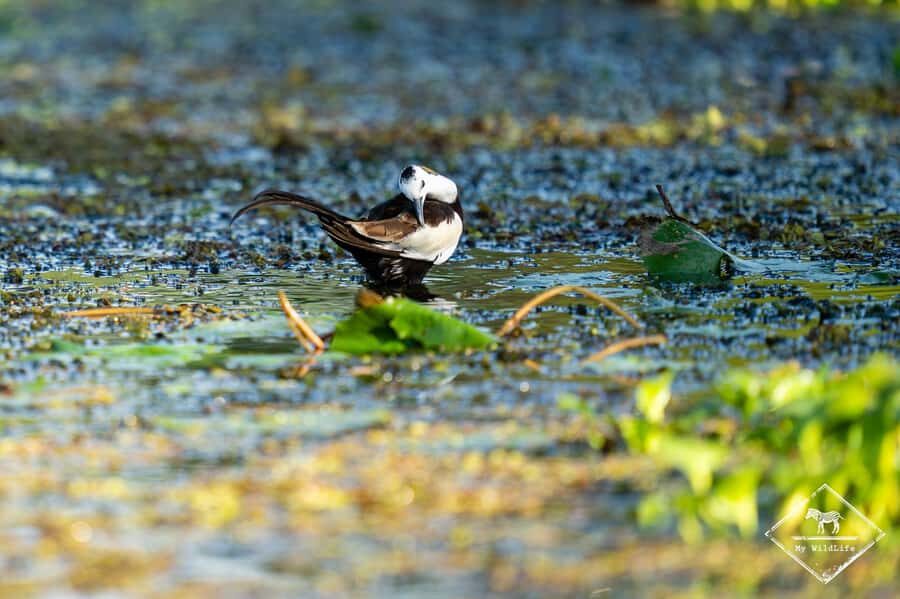 Kalametiya: Bird Watching Tour with Seafood Lunch from galle - The Seafood Lunch Experience