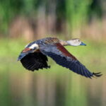 Kalametiya Sanctuary: Bird Watching by Private Boat Tour - What You Can Expect from the Experience