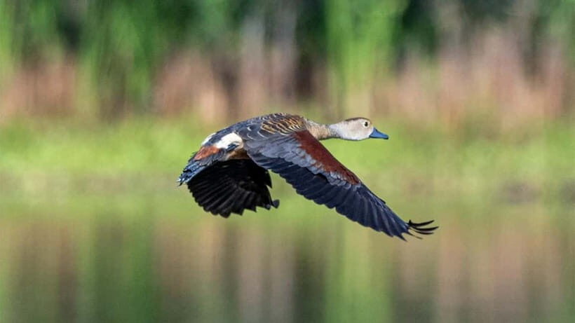 Kalametiya Sanctuary: Bird Watching by Private Boat Tour - What You Can Expect from the Experience
