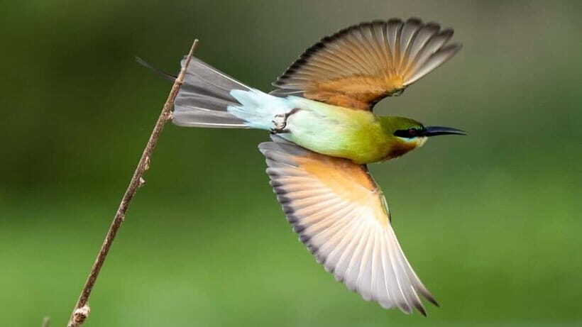 Kalametiya Sanctuary: Bird Watching by Private Boat Tour - Who Will Love This Experience?