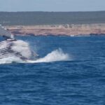 Kalbarri Whale Watching Tour - Who Will Love This Tour?