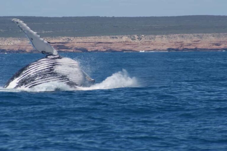Kalbarri Whale Watching Tour - Who Will Love This Tour?