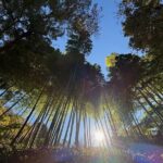 Kamakura Day Trip from Tokyo: Private Guided Walking Tour - Ending with Ease in Shibuya