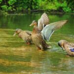 Kamikochi Private Summer Escape: Meet Wildlife in Pristine Nature - An In-Depth Look at the Kamikochi Private Summer Escape