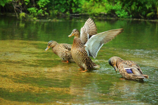 Kamikochi Private Summer Escape: Meet Wildlife in Pristine Nature - An In-Depth Look at the Kamikochi Private Summer Escape