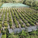 Kampot Day Trip to Pepper Farm, Temple and Salt Field - What You Can Expect from This Day Trip