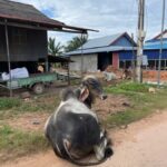 Kampot: Palm Sugar Making, Fish Island, and Buffalo Tour - An Honest Breakdown of the Kampot Tour