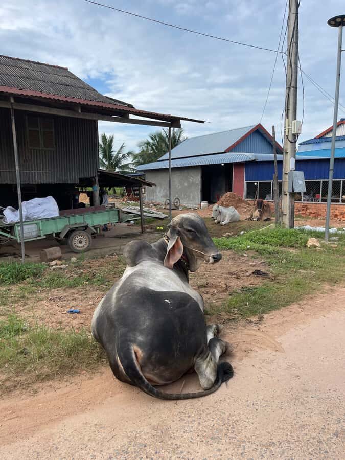 Kampot: Palm Sugar Making, Fish Island, and Buffalo Tour - An Honest Breakdown of the Kampot Tour