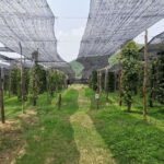 Kampot Pepper Farm Tour: Salt Fields, La Plantation & Cave - Tranquility at Brateak Krola Lake