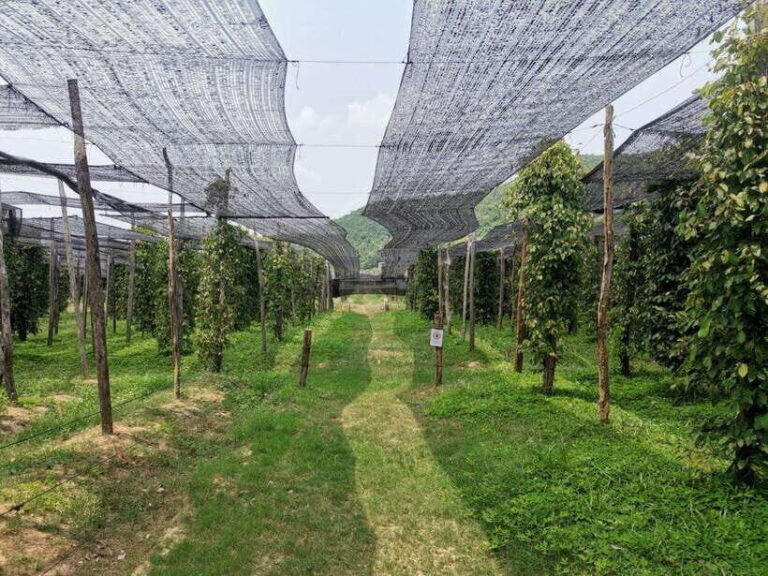 Kampot Pepper Farm Tour: Salt Fields, La Plantation & Cave - Tranquility at Brateak Krola Lake