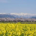 Kanazawa/Toyama: Spring Quartet of Flowers Day Tour - The Journey Through Toyama’s Floral and Mountain Wonders