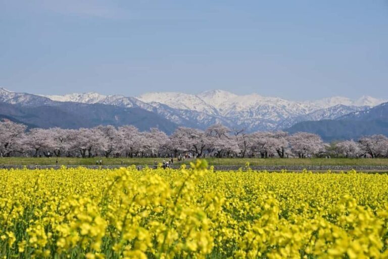 Kanazawa/Toyama: Spring Quartet of Flowers Day Tour - The Journey Through Toyama’s Floral and Mountain Wonders
