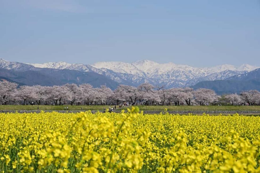 Kanazawa/Toyama: Spring Quartet of Flowers Day Tour - The Journey Through Toyama’s Floral and Mountain Wonders