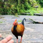 Kandy: Adam's Peak Guided Hike with Snacks and Pickup - The Practical Side: Logistics & Details