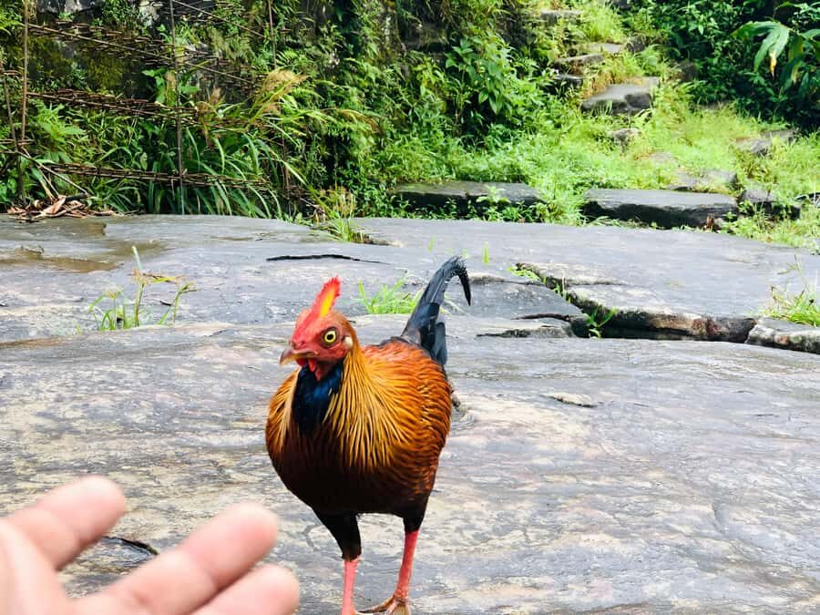 Kandy: Adam's Peak Guided Hike with Snacks and Pickup - The Practical Side: Logistics & Details