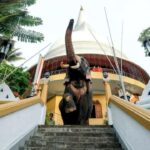 Kandy city tour and village tour in one day - The Practicalities: What to Expect