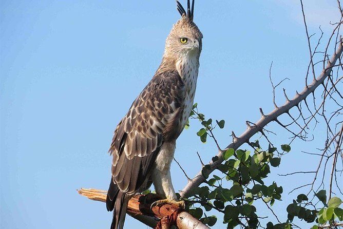 Kandy City Tour by Lux Tours Lanka - Who Will Love This Tour?