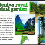 Kandy: City Tour with Temple of the Tooth & Tea Garden - The Authenticity and Value of the Tour