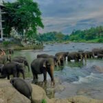 Kandy Highlights & Pinnawala Elephant Experience by Tuk-Tuk - A Closer Look at the Tour Itinerary