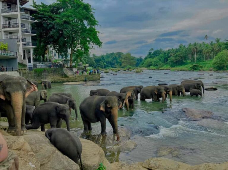 Kandy Highlights & Pinnawala Elephant Experience by Tuk-Tuk - A Closer Look at the Tour Itinerary