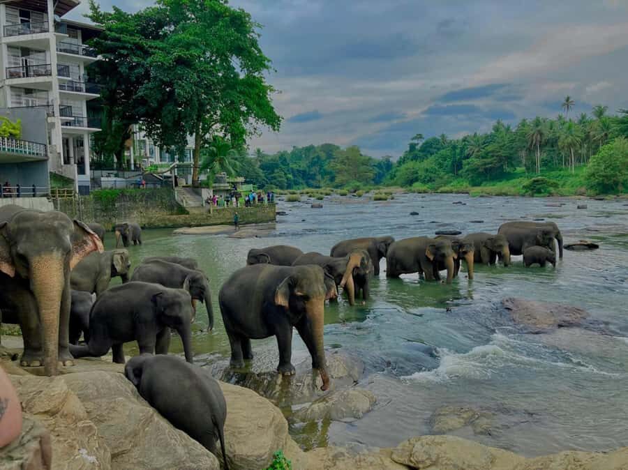 Kandy Highlights & Pinnawala Elephant Experience by Tuk-Tuk - A Closer Look at the Tour Itinerary