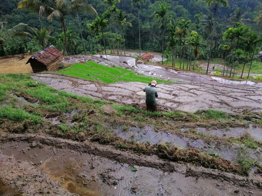 Kandy: Knuckles Mountain Range Full-Day Hike with Lunch - The Itinerary in Detail