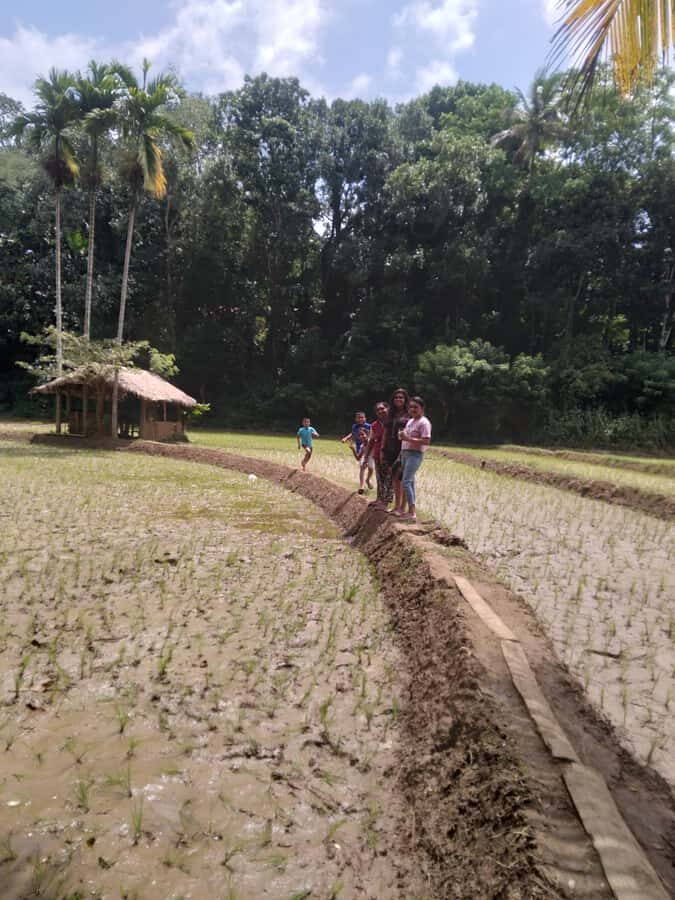Kandy: Nutmeg Plantation Tour with Kamatha Lunch - Practical Details and Tips