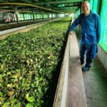 Kandy: Nuwara Eliya and Ambewela Train Station Tour - Starting in Kandy: An Early Departure