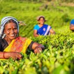 Kandy  Nuwara Eliya Tuk-Tuk (All-Inclusive, Drop-Off) - Exploring the Tea Heartland: Factories and Fields