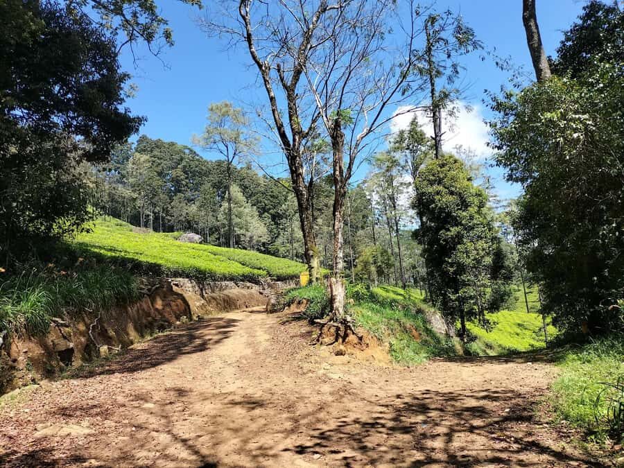 Kandy: Pekoe Trail Stage 2 Guided Hike (Galaha-Loolecondera) - Logistics and Value