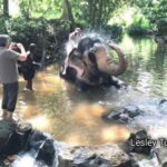 Kandy : Pinnawala Elephant Safari Tour with Kandy City Tour - An In-Depth Look at the Tour Experience