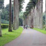 Kandy Private City Tour With Local Guide - Exploring Kandy’s Natural Beauty and Gardens